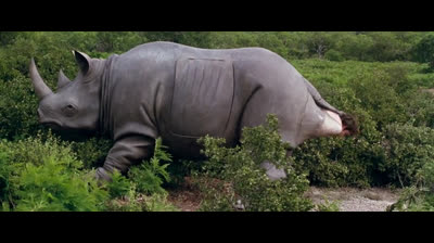 Ace Ventura – Missione Africa (1995)