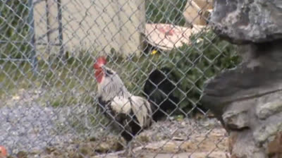 Arrancando A Cantar A Un Gallo Precioso "Rey del Gallinero" en  (La Vall d'Incles) Andorra.